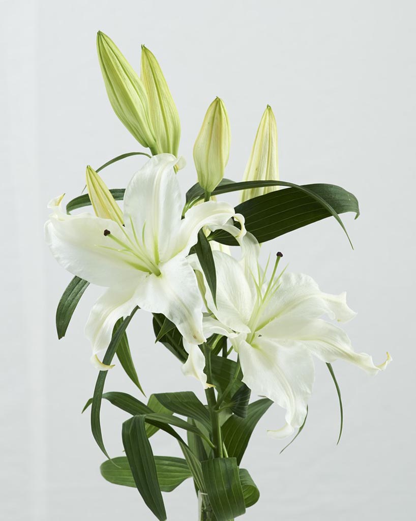 Lilium White - Λαουλάκος